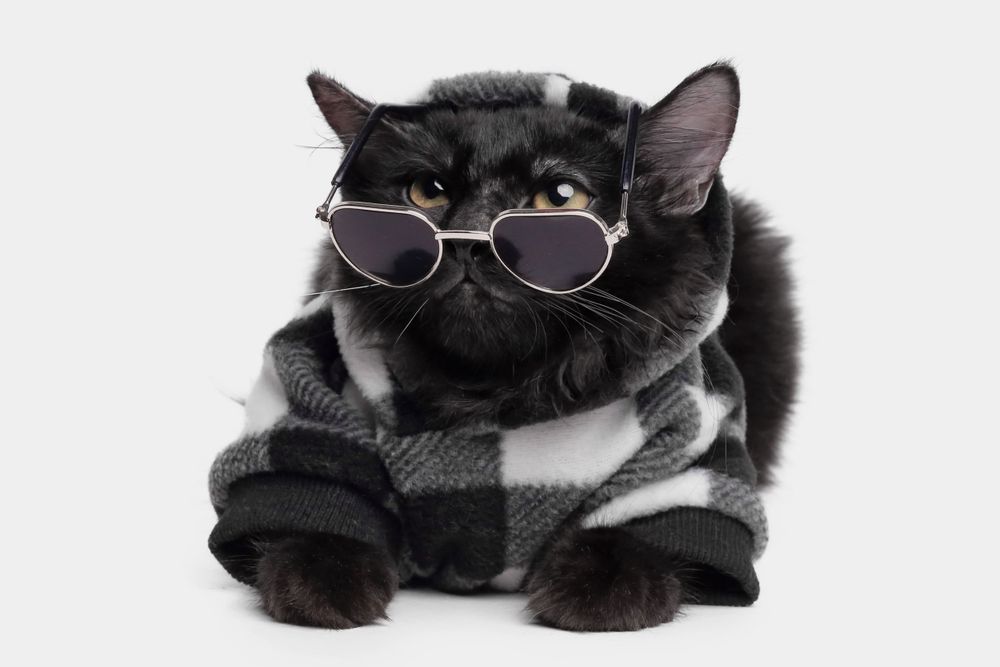 Cat with sunglass Studio Photography