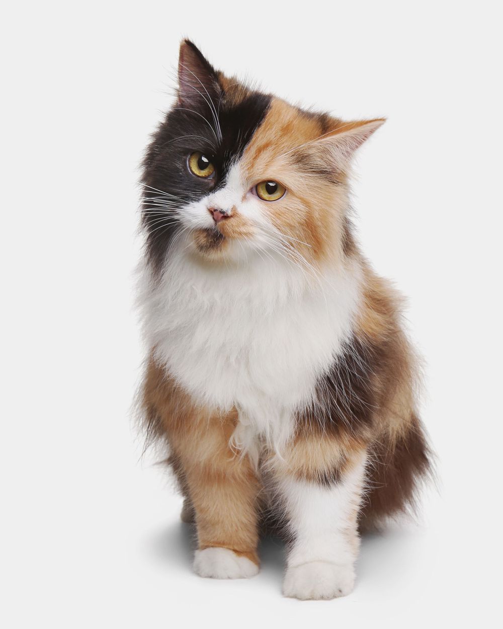 Persian Cat Studio Photography