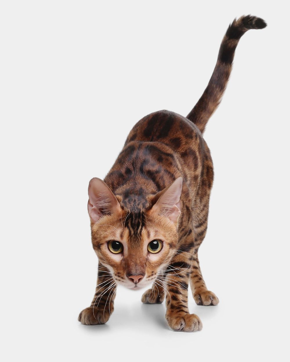 Bengal Cat Studio Photography