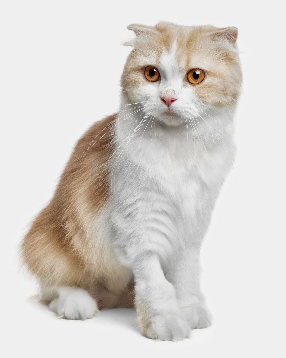 Scottish Fold Studio Photography