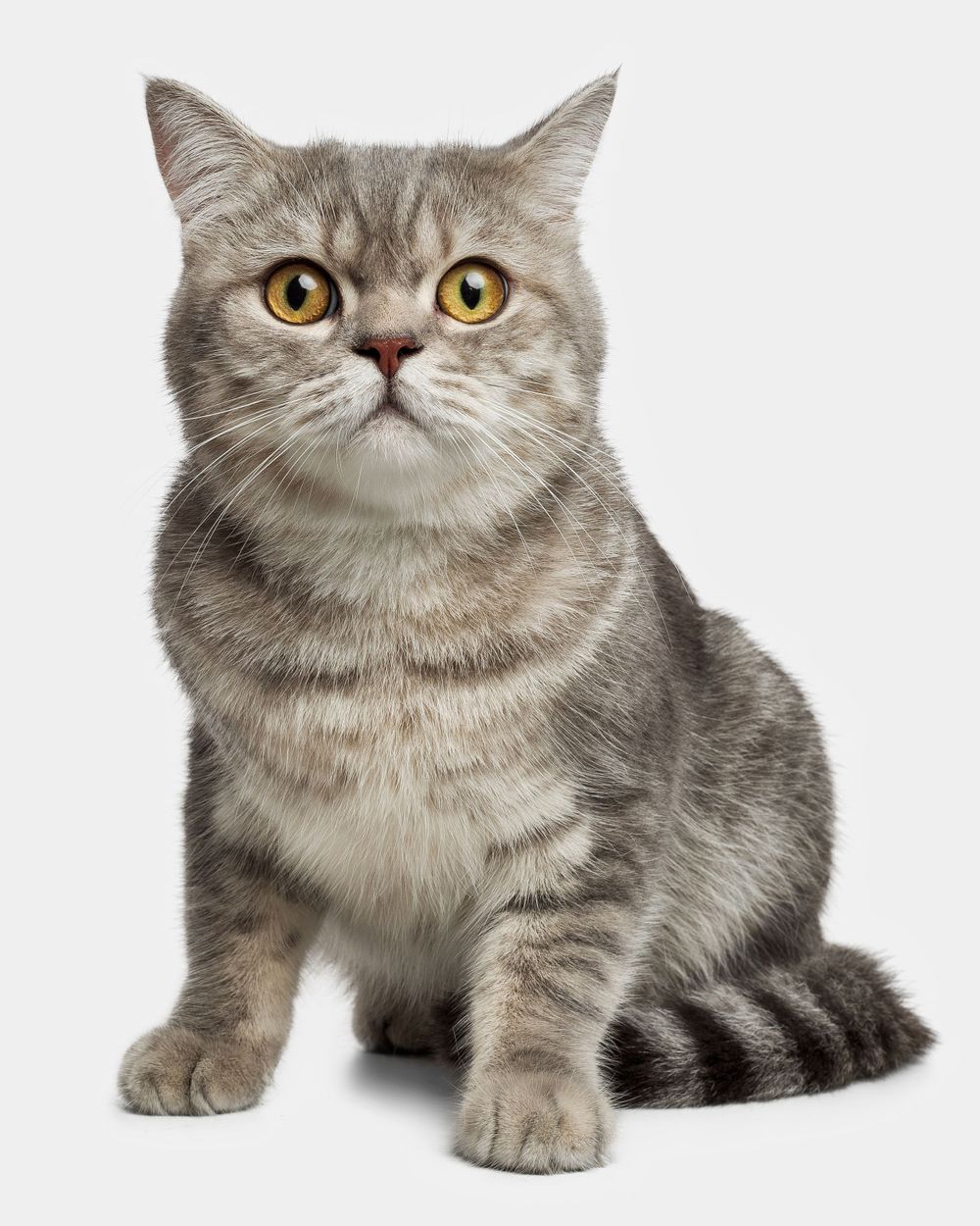 British Shorthair Studio Photography