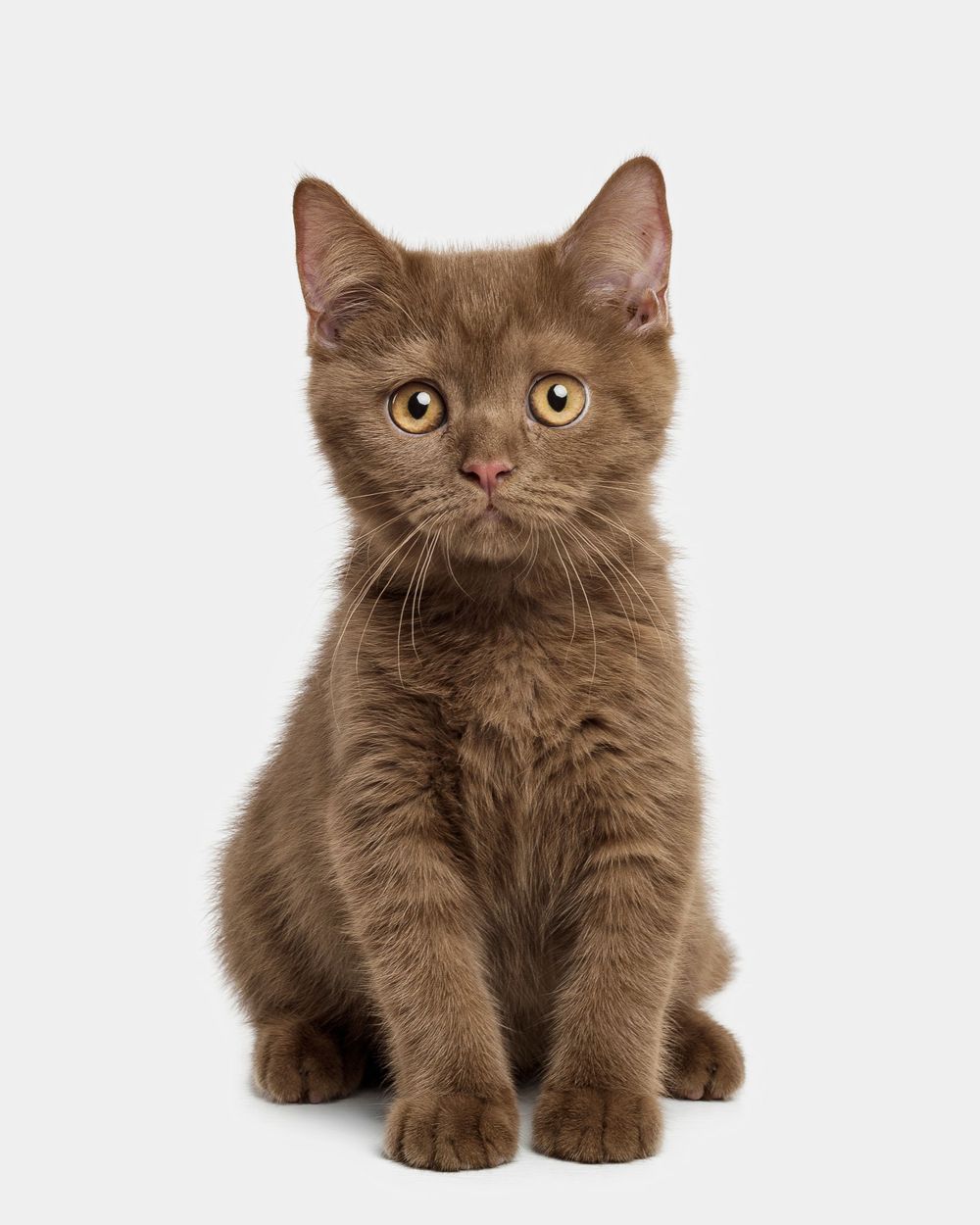 British Shorthair Cinnamon Studio Photography