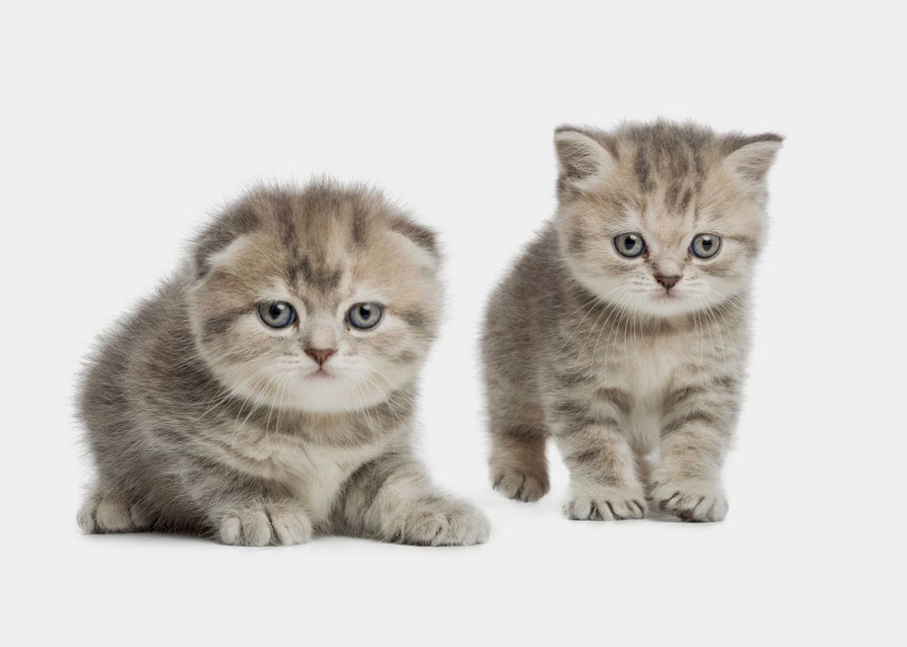 Kittens Studio Photography
