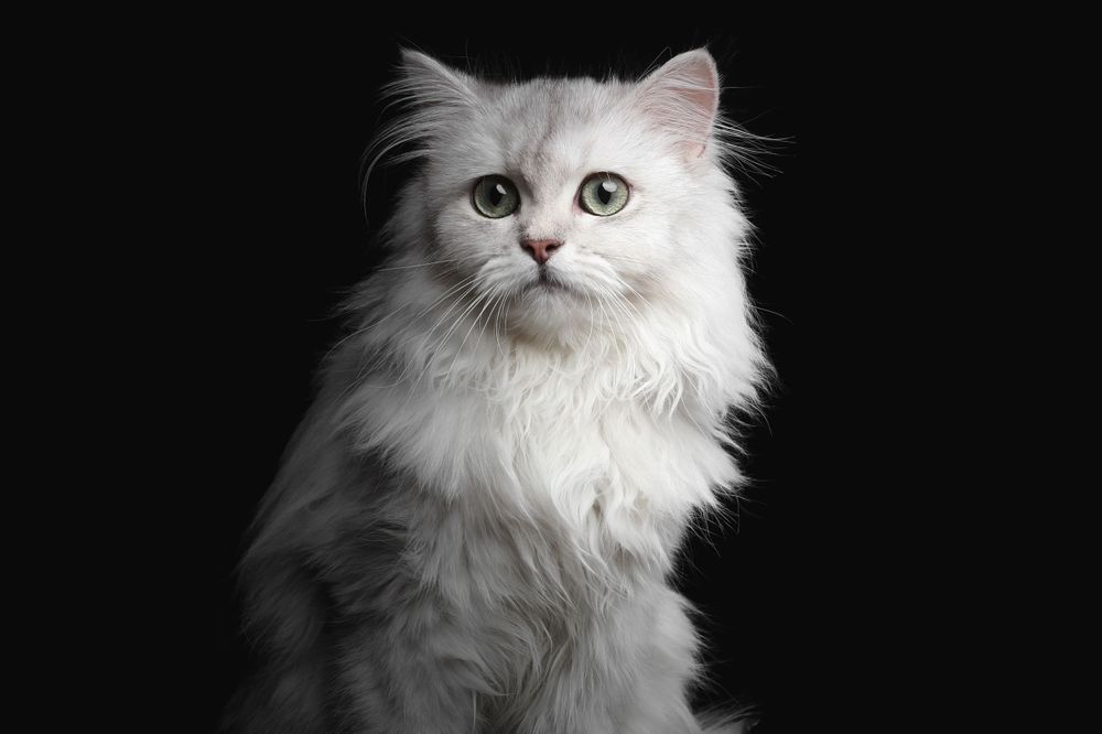 British Longhair Studio Photography