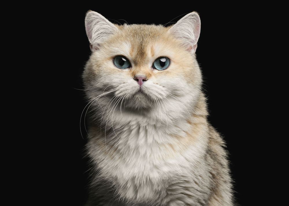 Golden British Shorthair Studio Photography