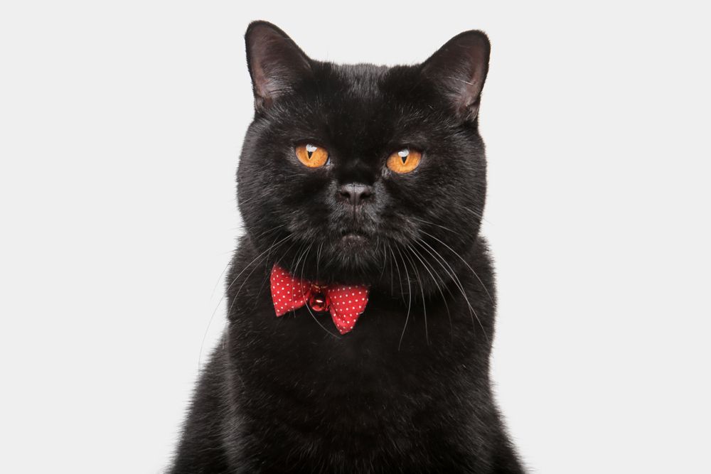 Black British Shorthair Studio Photography