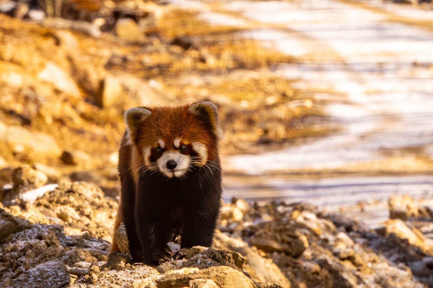 Cory J. Cravatta photo of a Porcupine in a tree at Glacier Bay National Park, Alaska