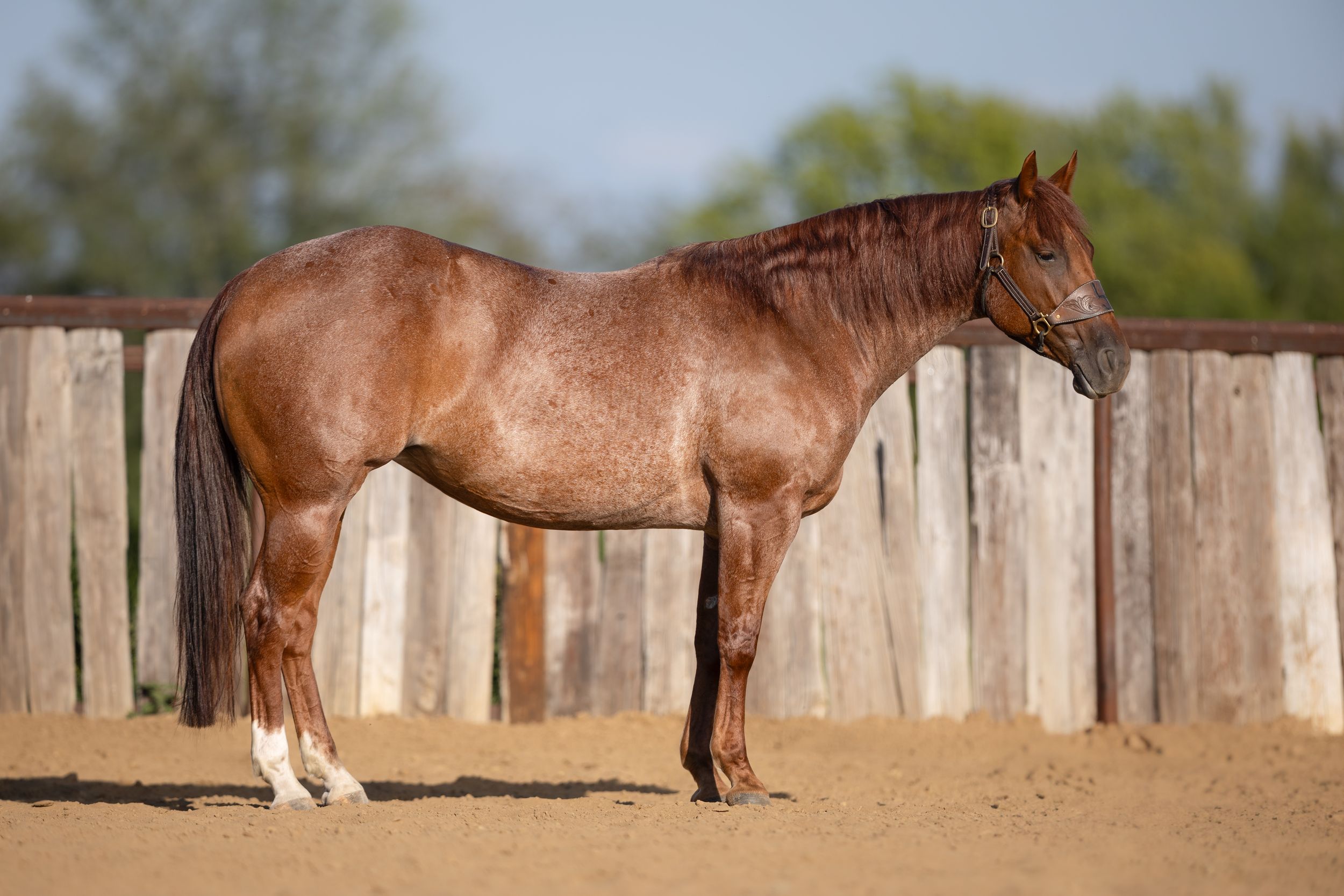 A group of brown horses exercise and socialize together in a spacious sandy paddock with wooden fence posts.