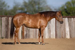 Four brown horses stand in a line against a rustic wooden fence at sunset in a dusty corral area.