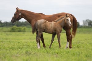 A chestnut brown mare stands with her light-colored foal in a lush green pasture during springtime.