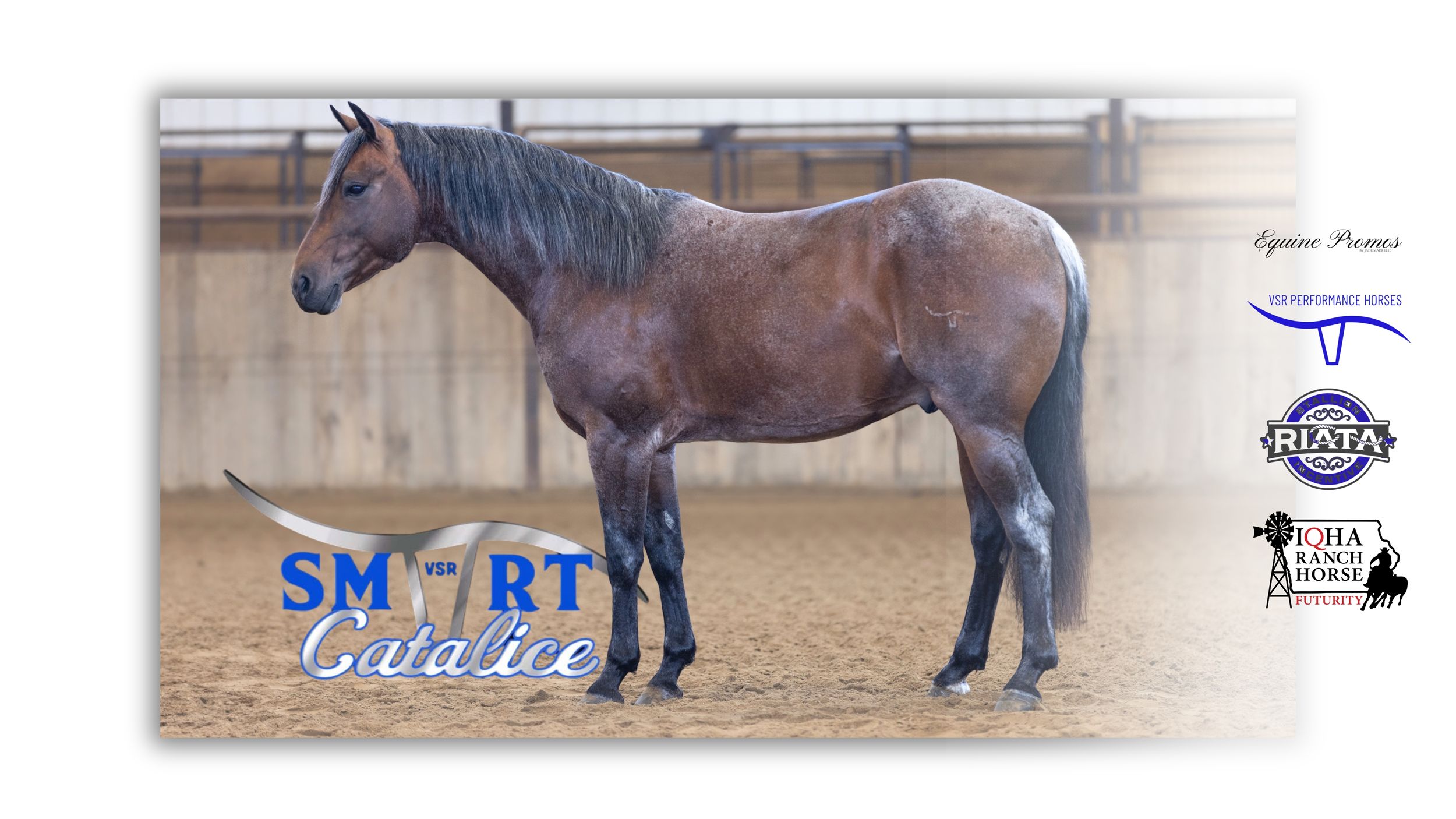 equine promos by jade made