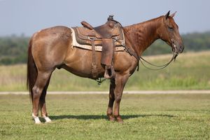 ST CLAIR PERFORMANCE HORSES