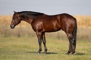 A series of seven horses standing in fields show different resting positions as they doze on their feet.