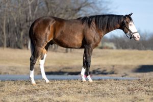 EQUINE PROMOS