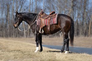 EQUINE PROMOS
