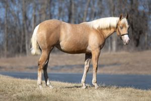 EQUINE PROMOS