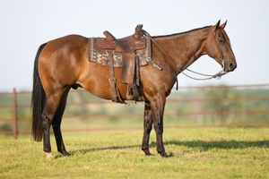 ST CLAIR PERFORMANCE HORSES