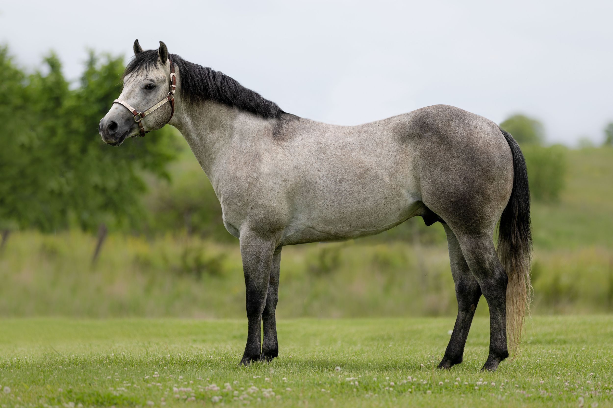 A gray dappled horse stands in a green grassy field on a sunny summer day.