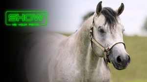 IOWA RANCH HORSE