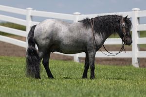 A dappled gray pony grazes on lush grass against a white fence backdrop.