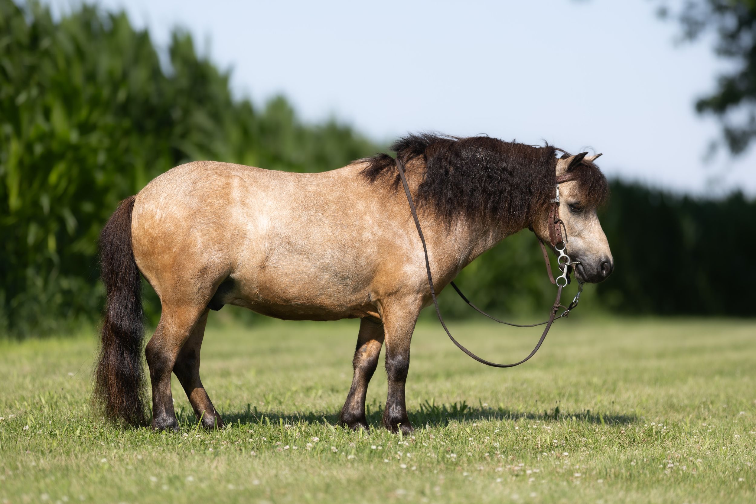 Panoramic view of grazing horses dotted across a lush green hillside meadow in summertime.