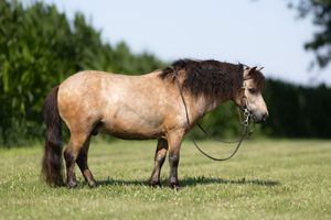Panoramic view of grazing horses dotted across a lush green hillside meadow in summertime.
