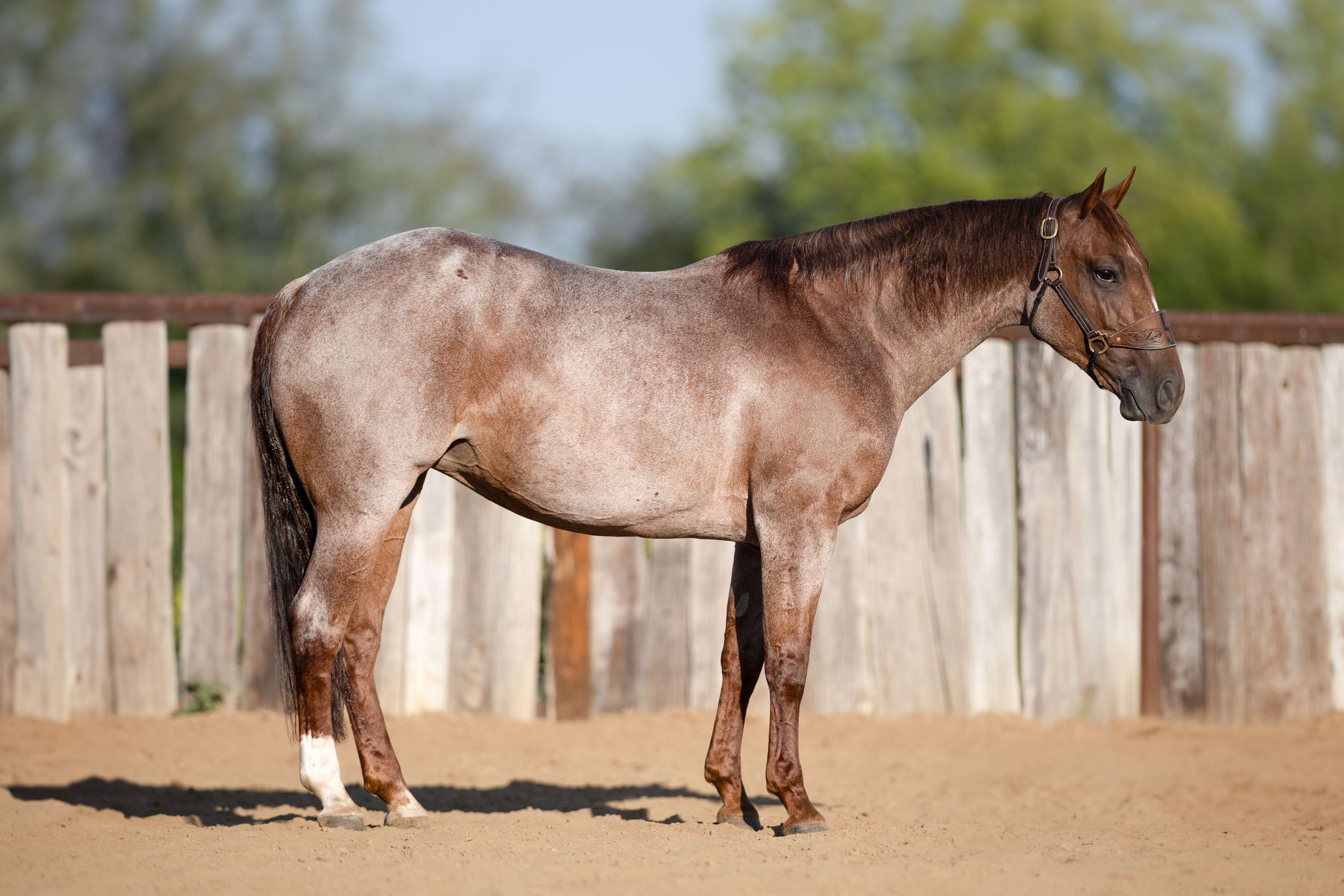 Bay horse walking along wooden fence with other horses visible in distance during sunny day.