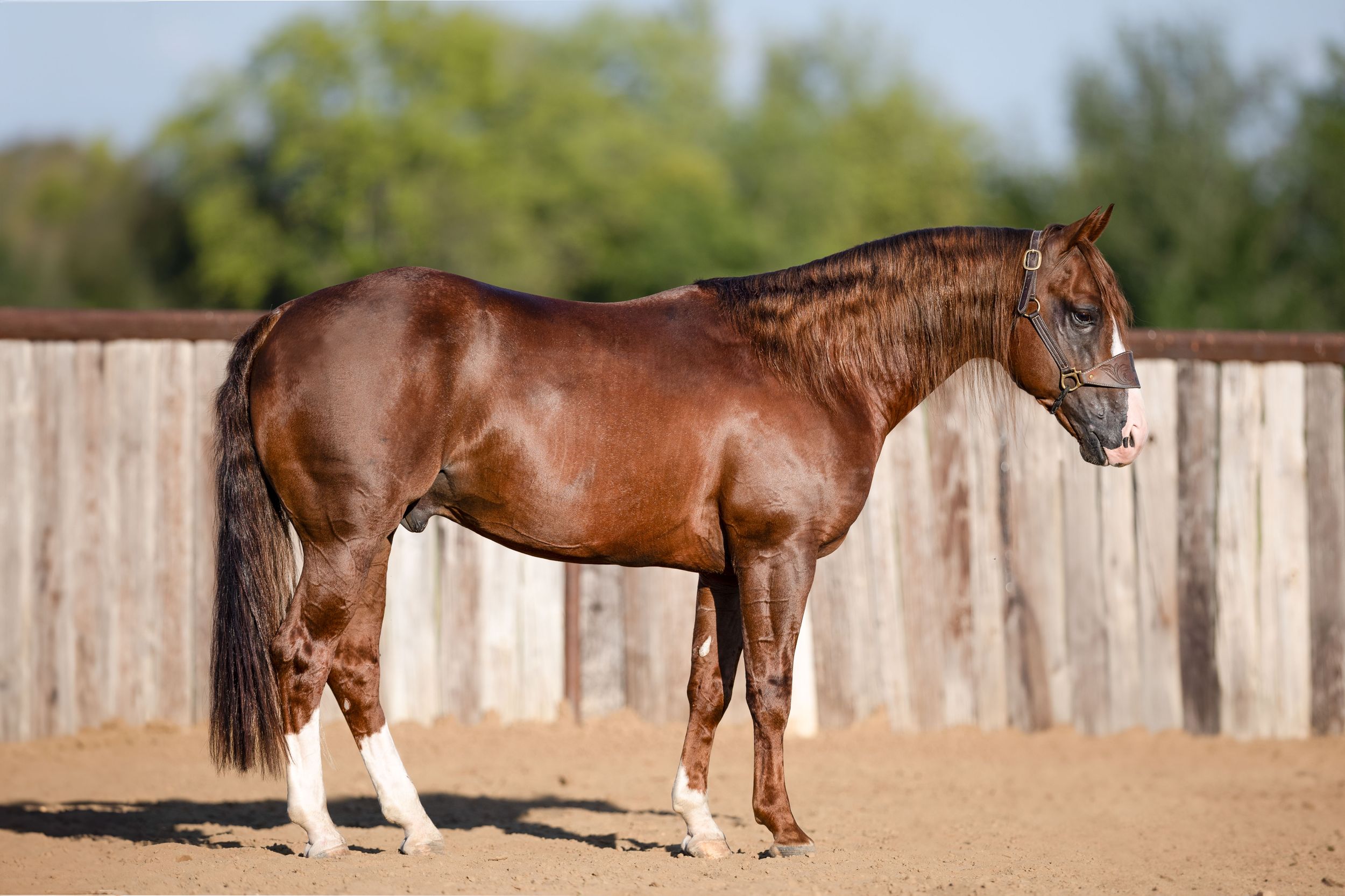 Chestnut and white Clydesdale horses in various poses showing their majestic size and muscular build in an outdoor enclosure.