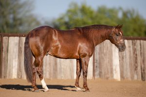 A sequence of photos showing a brown horse moving at different angles in a sunny outdoor arena.