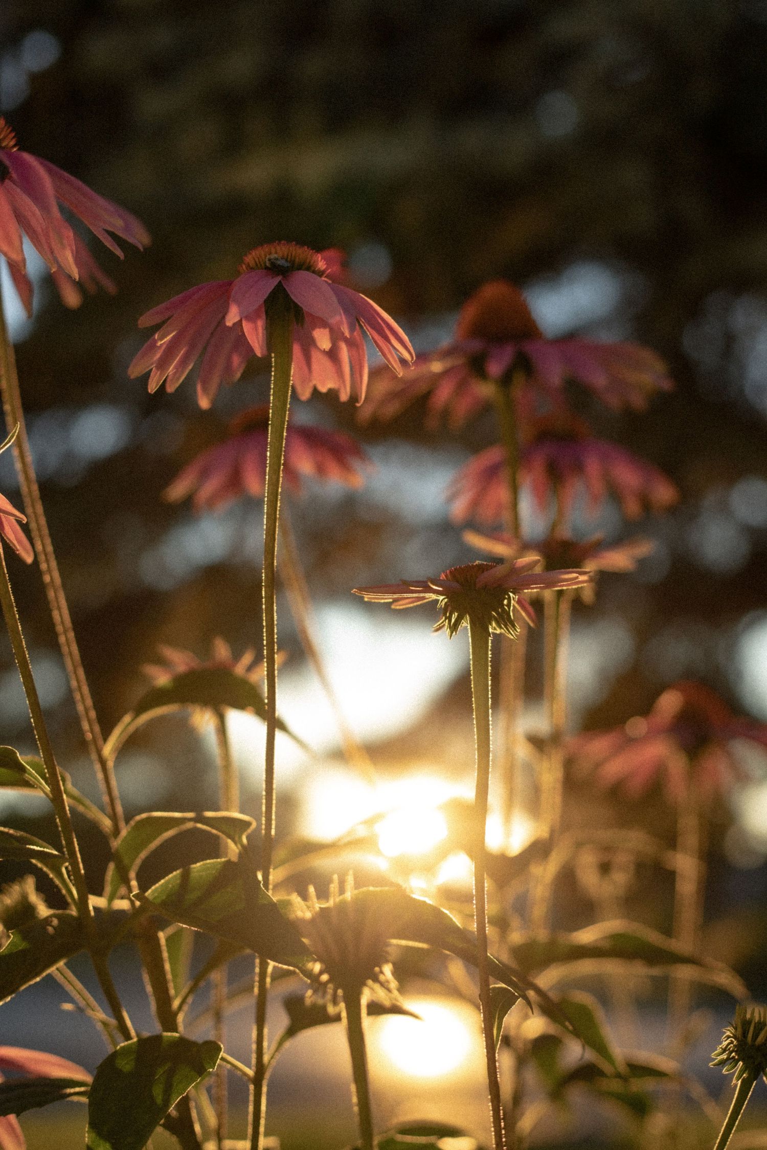 Pink coneflowers silhouetted against a glowing sunset through garden foliage.