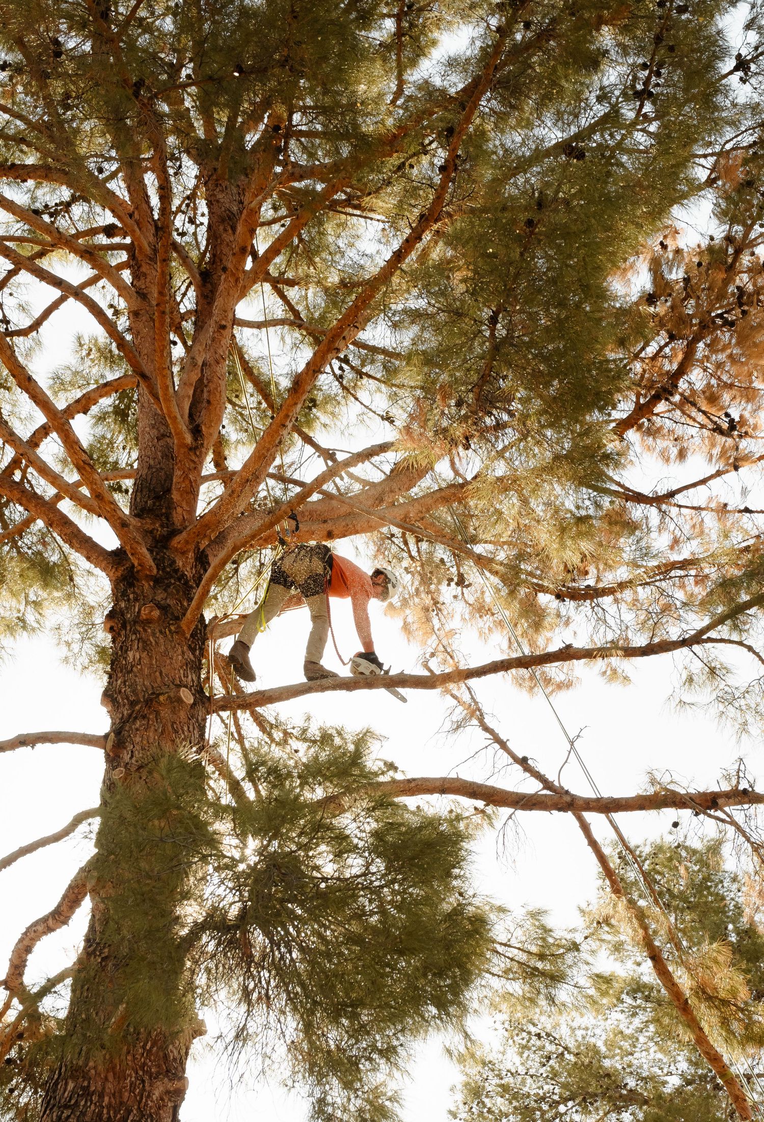 lifestyle photoshoot brand photographer in Arizona brand remake small business brand photographer landscape photographer