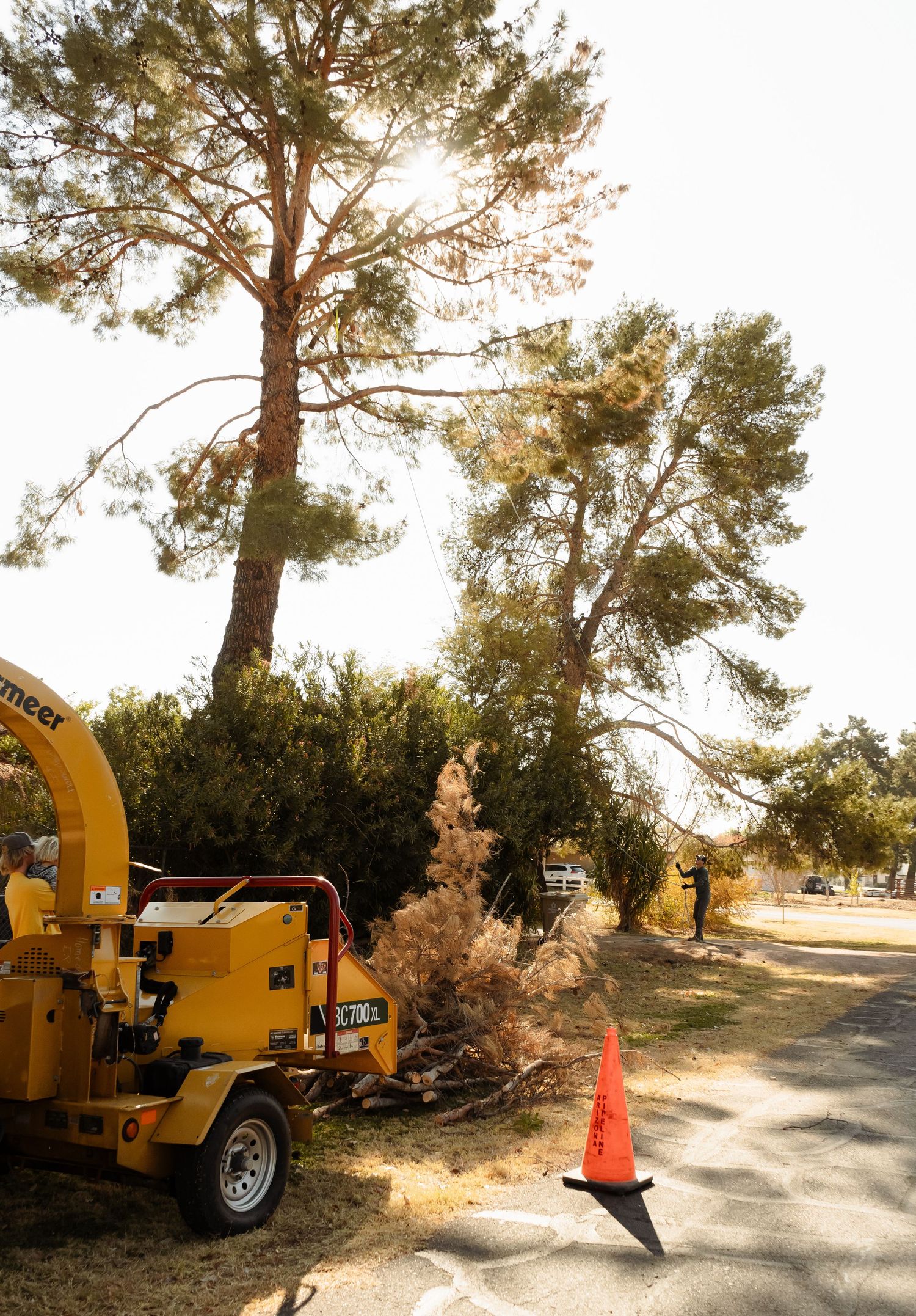 arborist landscaping photographer Arizona