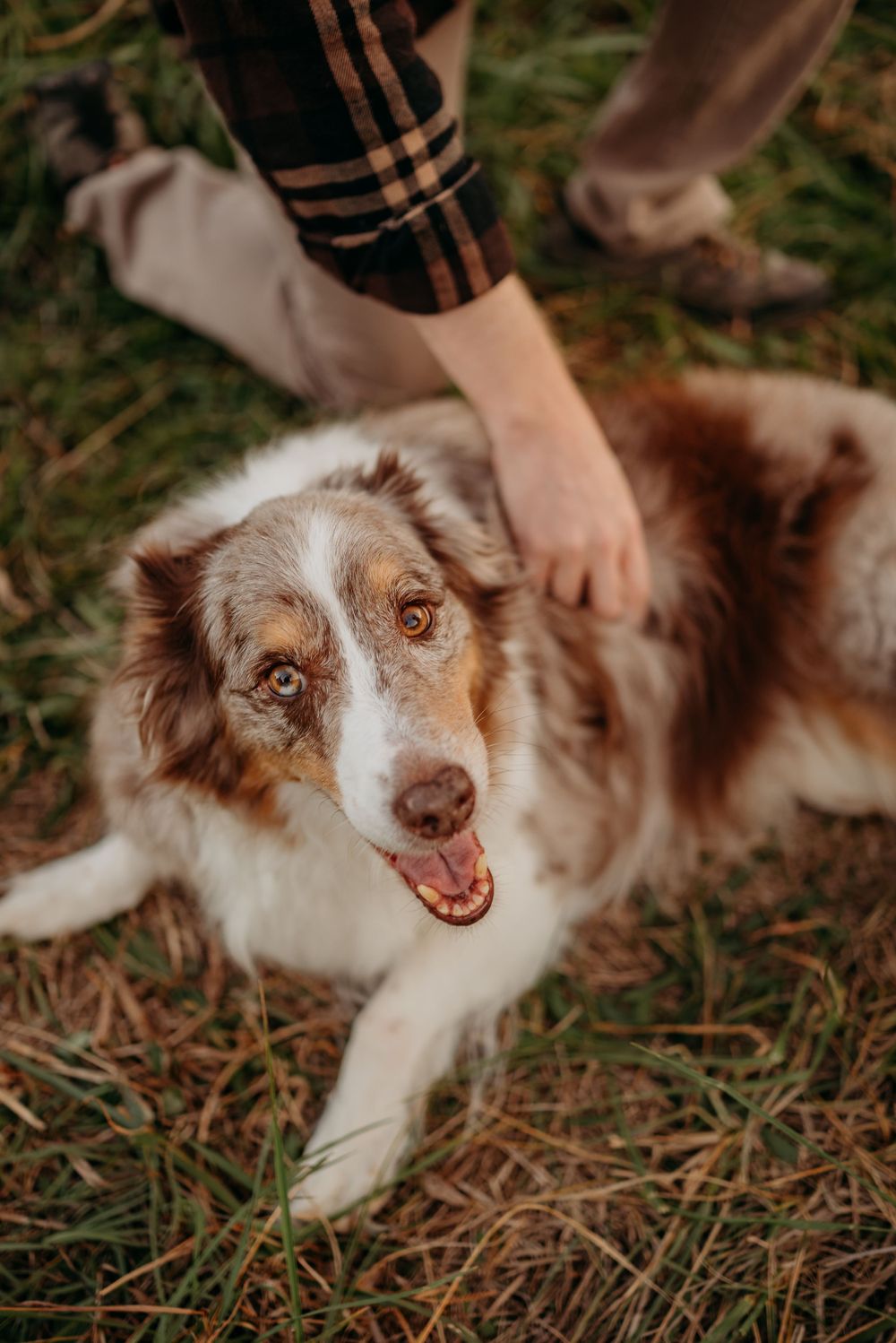 Beautiful Australian Shepherd joins Fort Campbell military family's photos in Clarksville, Tennessee. Photo by Disney Magic Photography.