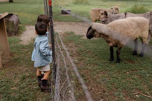 A young child stands at a fence watching sheep graze on green grass at a petting zoo farm.
