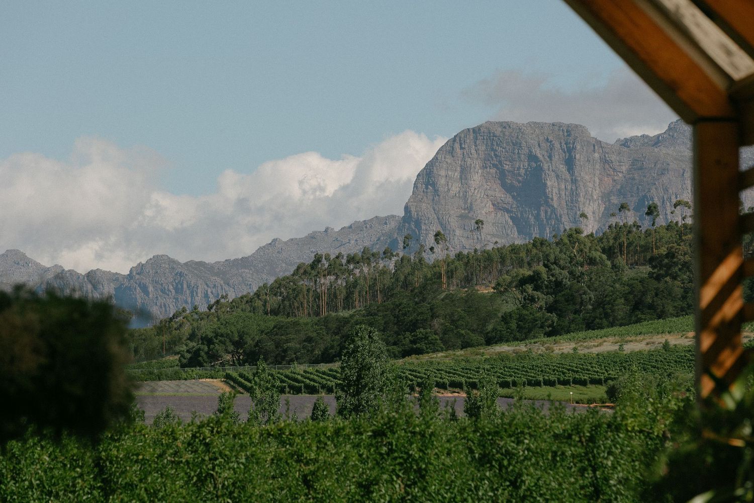 Cape Town wedding photographer Christene de Coning documentary wedding at Babylonstoren with dear rae and Bo & Luca