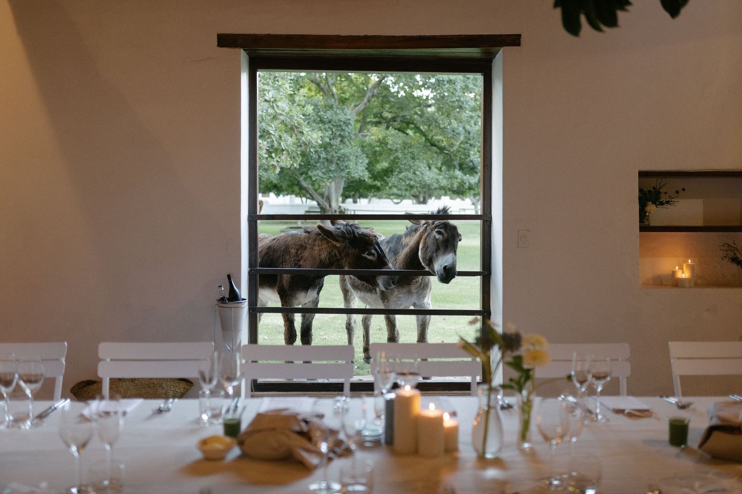 Cape Town wedding photographer Christene de Coning documentary wedding at Babylonstoren with dear rae and Bo & Luca