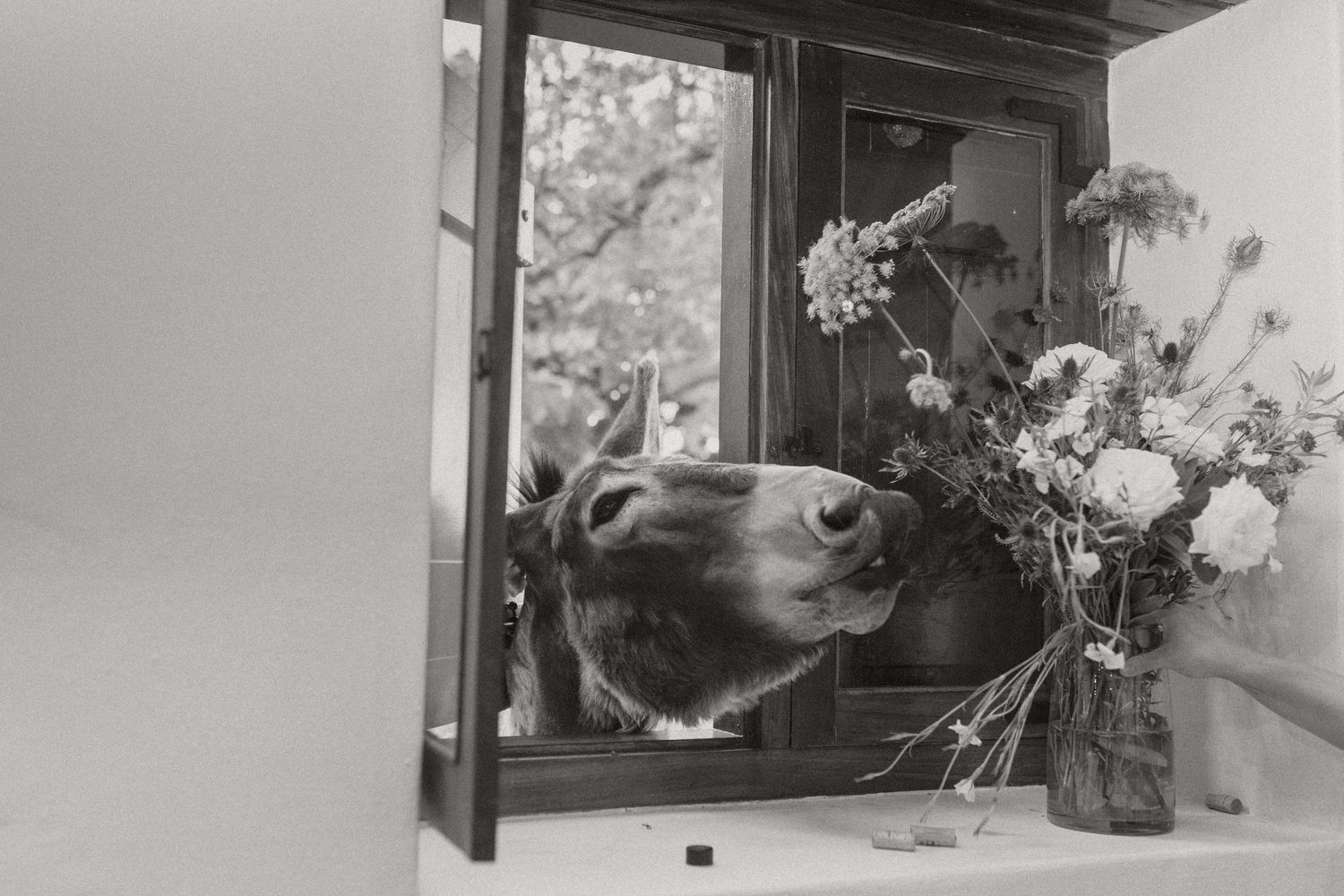 Cape Town wedding photographer Christene de Coning documentary wedding at Babylonstoren with dear rae and Bo & Luca