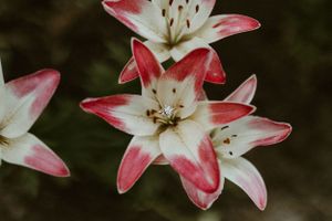 Close-up of white and pink stargazer lilies with dark background.