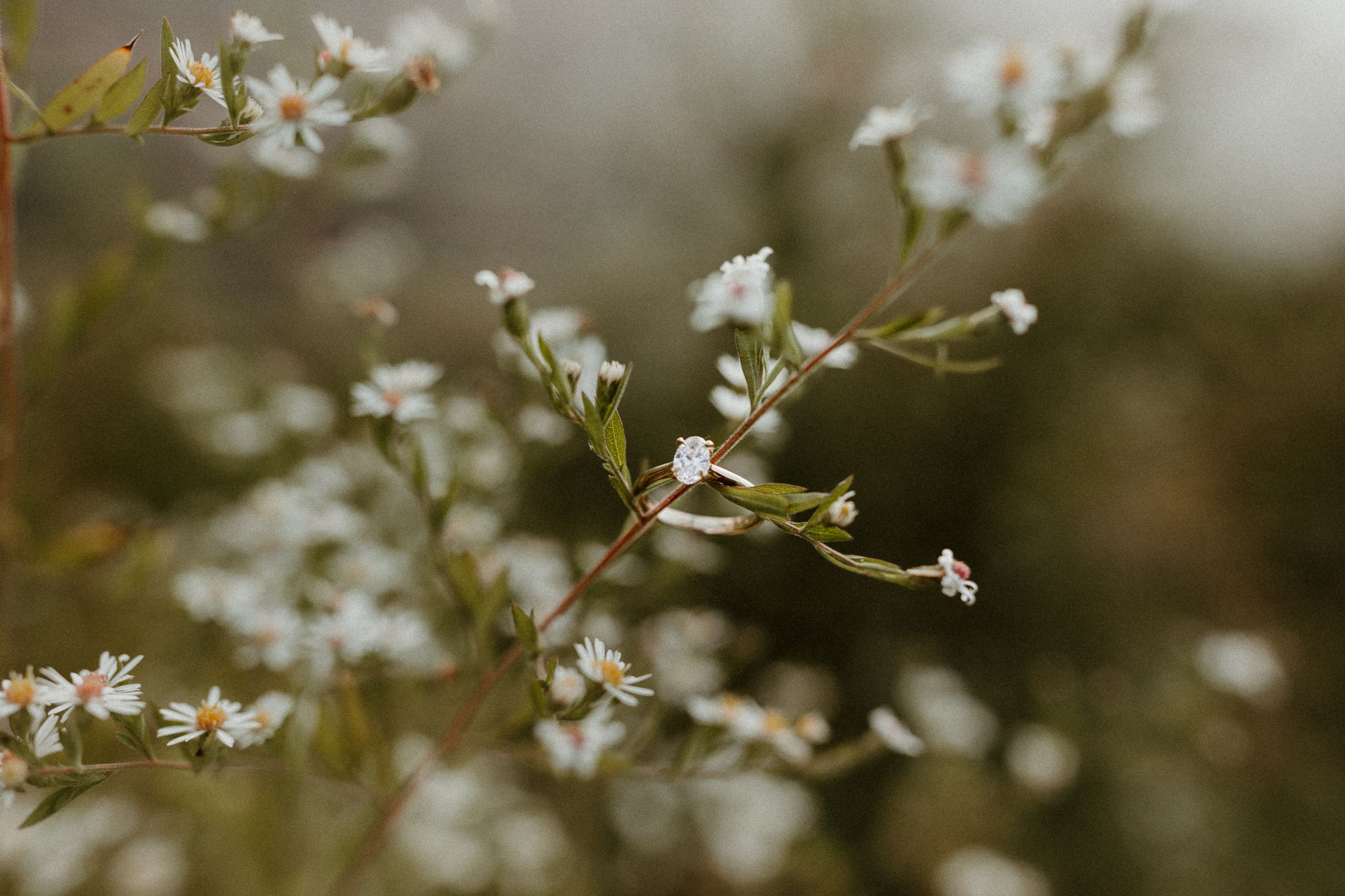 Delicate white wildflowers bloom on thin branches against a soft blurred background.