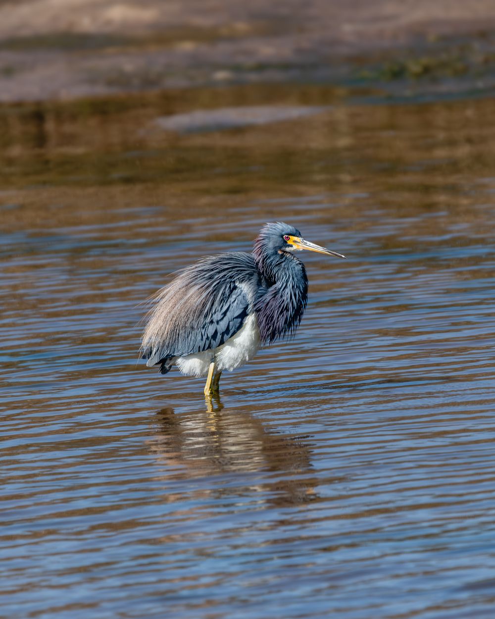A tricolored heron wading in shallow water, displaying blue-gray plumage and yellow beak.