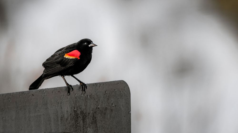 A red-winged blackbird perched on a concrete ledge with a blurred gray background.