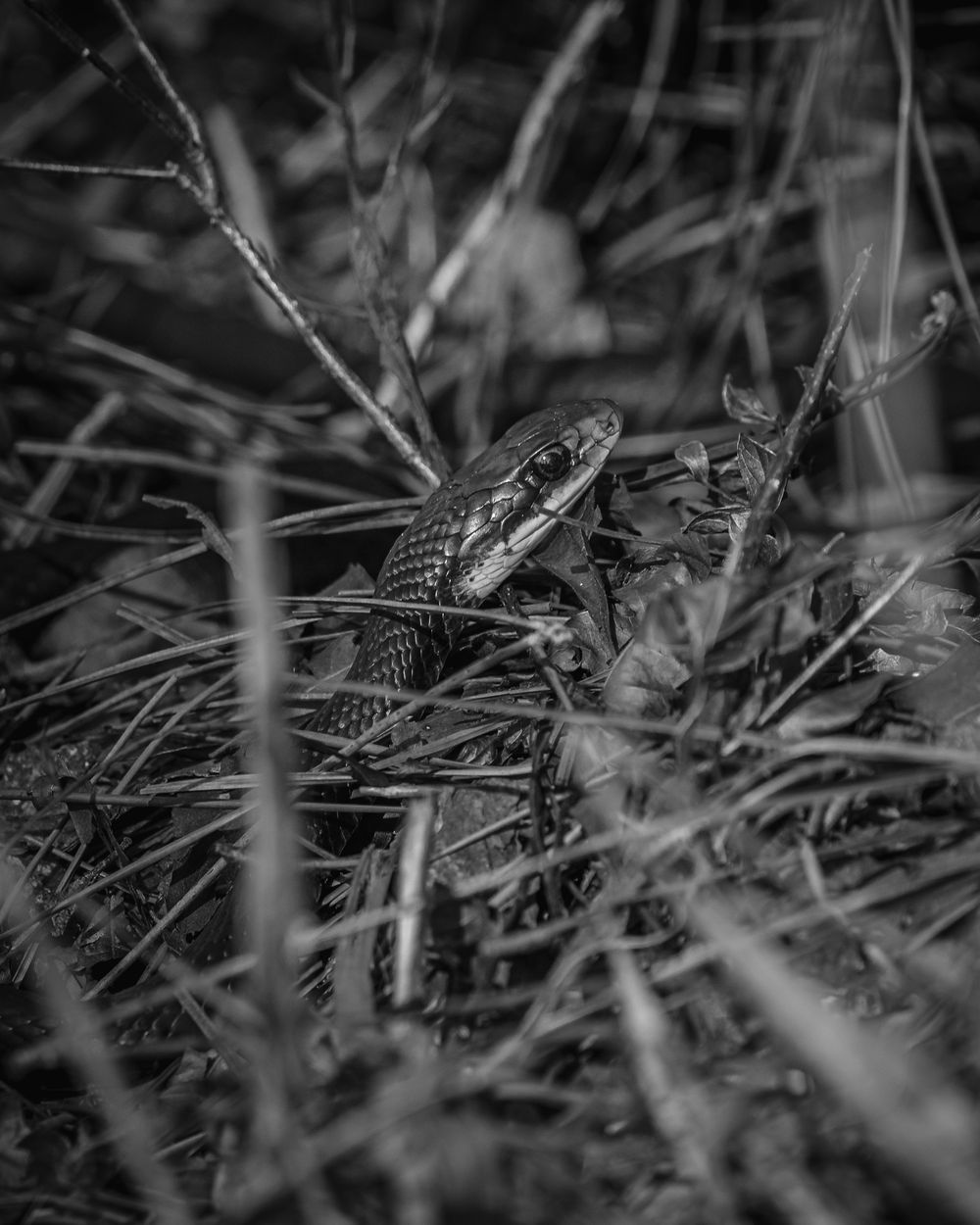 Black and white photo of a snake camouflaged among grass and leaves in its natural habitat.