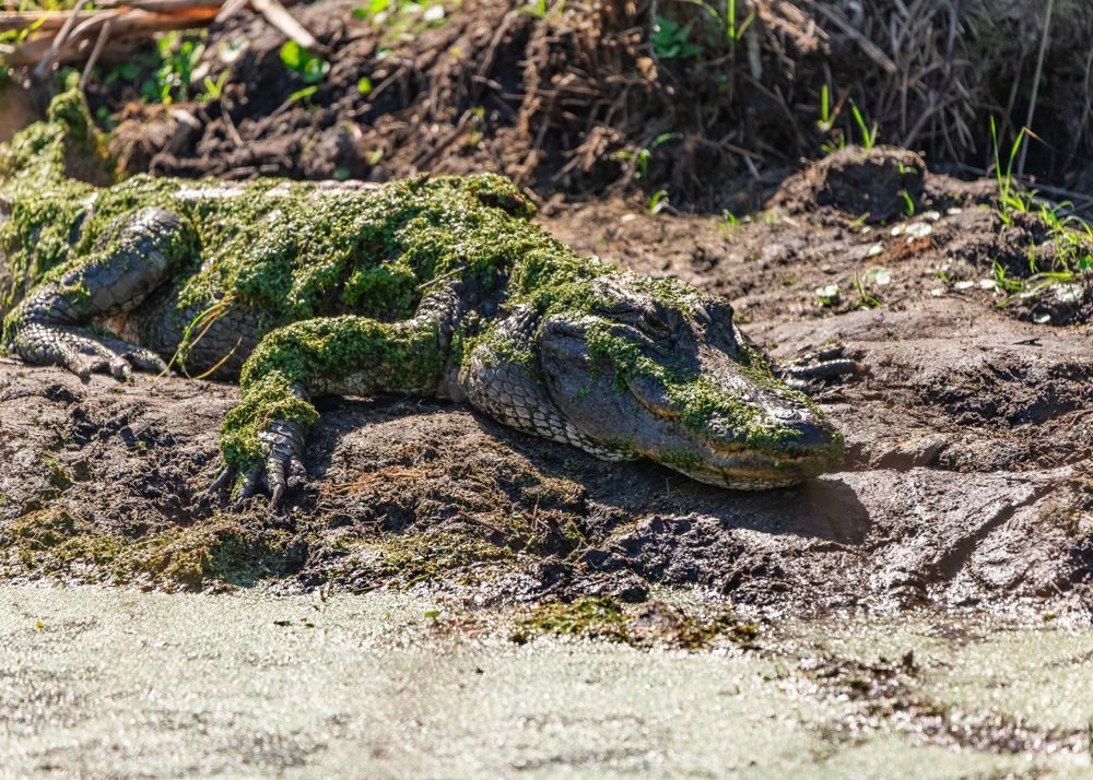An alligator covered in green moss resting on muddy ground near a waterway in the wild.