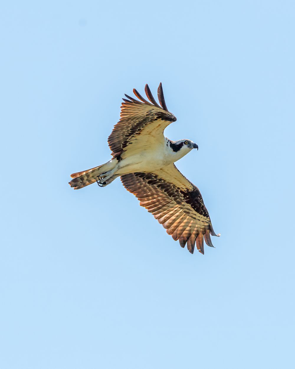 Osprey in flight against a clear blue sky, wings spread wide showing brown and white plumage.