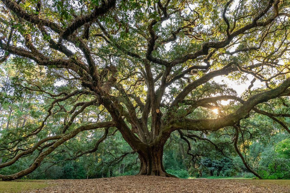 Ancient oak tree with sprawling moss-covered branches stretches across a serene landscape at sunset.