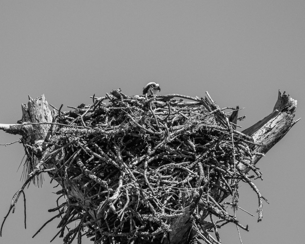 Black and white photo of a large bird nest made of twigs atop a dead tree stump against gray sky.