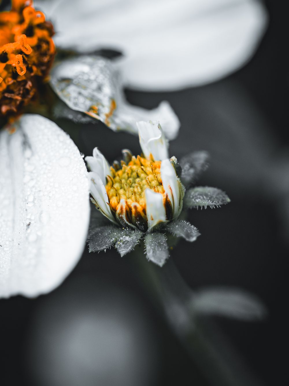 Close-up macro shot of white flower petals with orange pollen stamens on dark background.