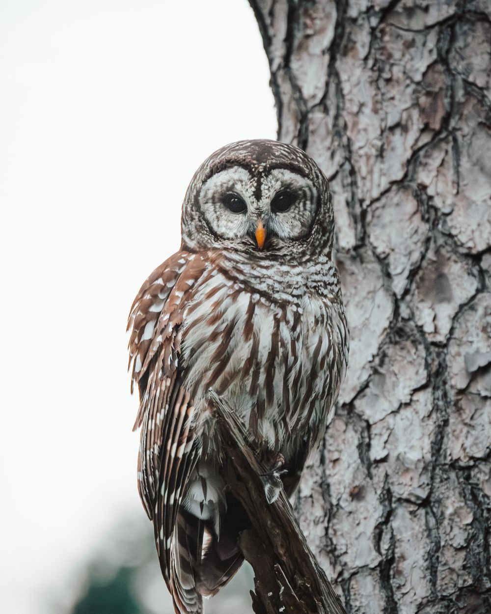A barred owl perched against a textured tree trunk, gazing forward with striking yellow eyes.