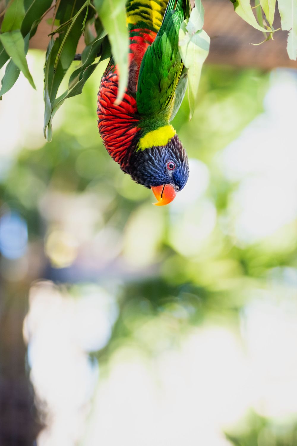 Colorful rainbow lorikeet hanging upside down from green foliage.