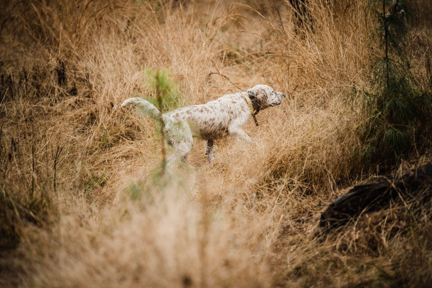 Dried brown grass and twigs on rough terrain in natural outdoor setting.
